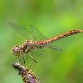 Gemeine Heidelibelle (Sympetrum vulgatum)